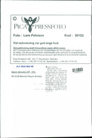 Wayne Gretzky Ice Hockey player. - Vintage Photograph