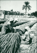 Tigris expedition - Vintage Photograph