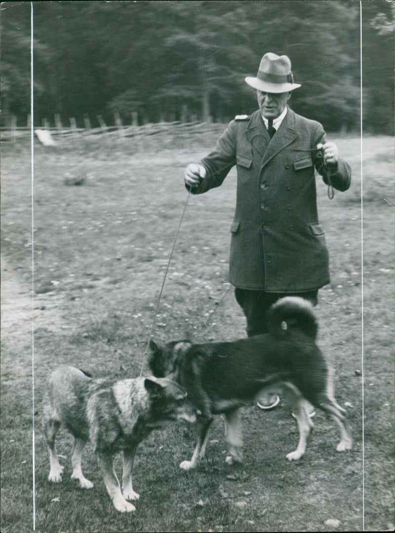 Moose - Vintage Photograph