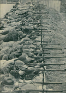 HERPSHOOTER WRITER - Vintage Photograph