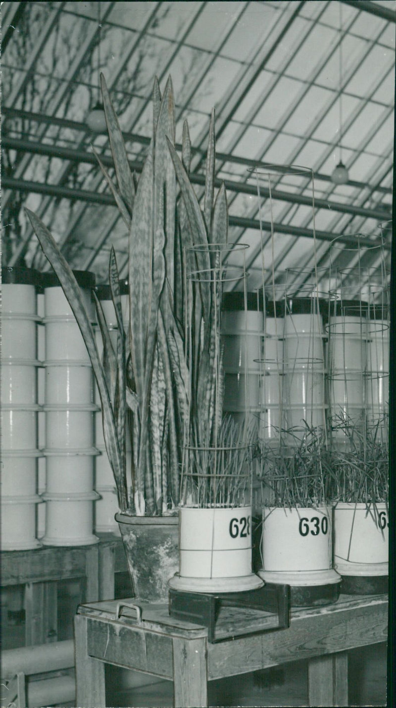 Professor Henrik Lundegårdh Laboratory. - Vintage Photograph