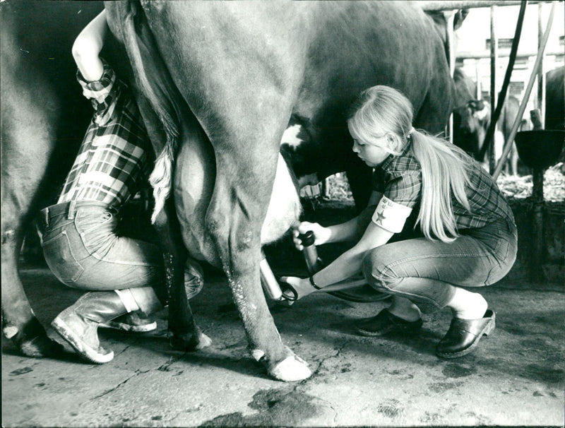 Marianne Hamne teaches milking on the Blue Star course in general animal care - Vintage Photograph