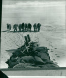 The British Transarctic Expedition - With sleigh over the polar ice - Vintage Photograph