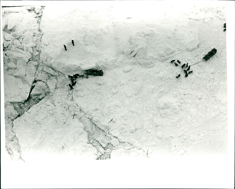 The British transarctic dog sled expedition has been stopped by broken ice - Vintage Photograph