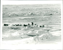 The British trans Arctic expedition advances across the ice - Vintage Photograph