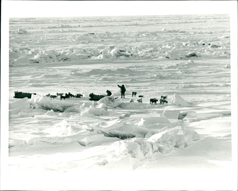 The British trans Arctic expedition advances across the ice - Vintage Photograph