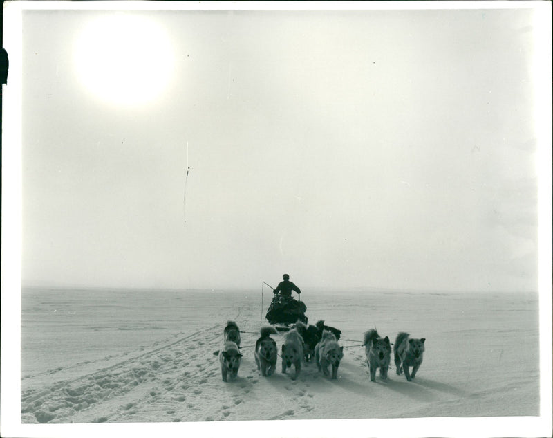 From the British trans-Arctic expedition - the team of sled dogs pile over the polar ice - Vintage Photograph