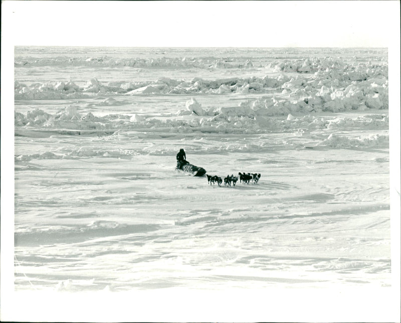 From the British trans-Arctic expedition - Vintage Photograph