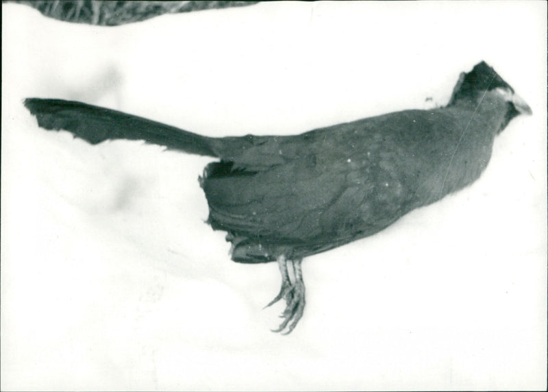 Expeditions and research trips - Vintage Photograph