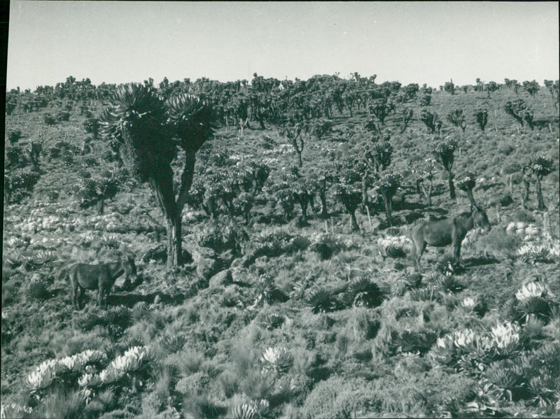 Expeditions and research trips. 1941 - 1950 - Vintage Photograph
