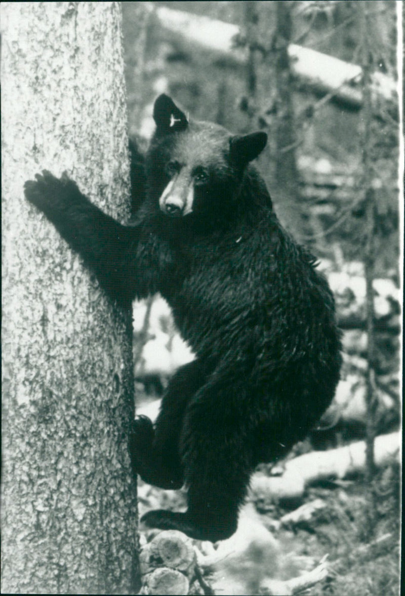 One With Nature: Bears - Vintage Photograph
