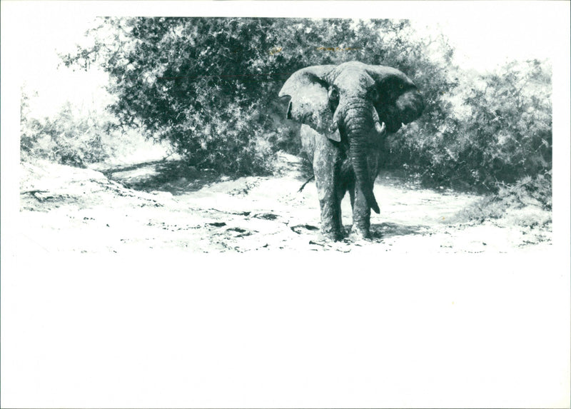 Tembo Mzee - Vintage Photograph