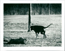 Dogs - Vintage Photograph