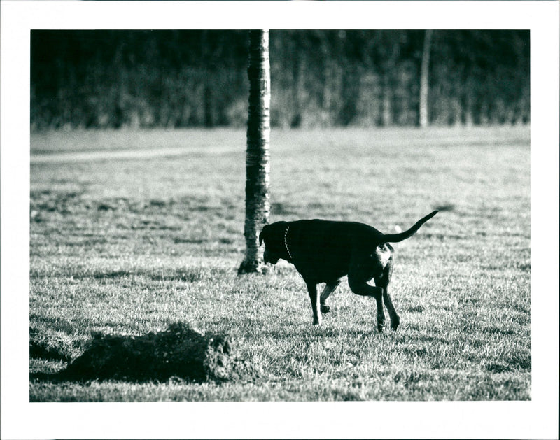 Dogs - Vintage Photograph