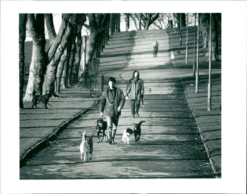 Dogs - Vintage Photograph