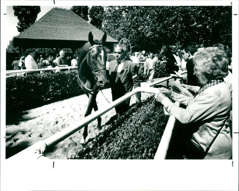 Horse Parade - Vintage Photograph