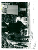 Dogs - Vintage Photograph