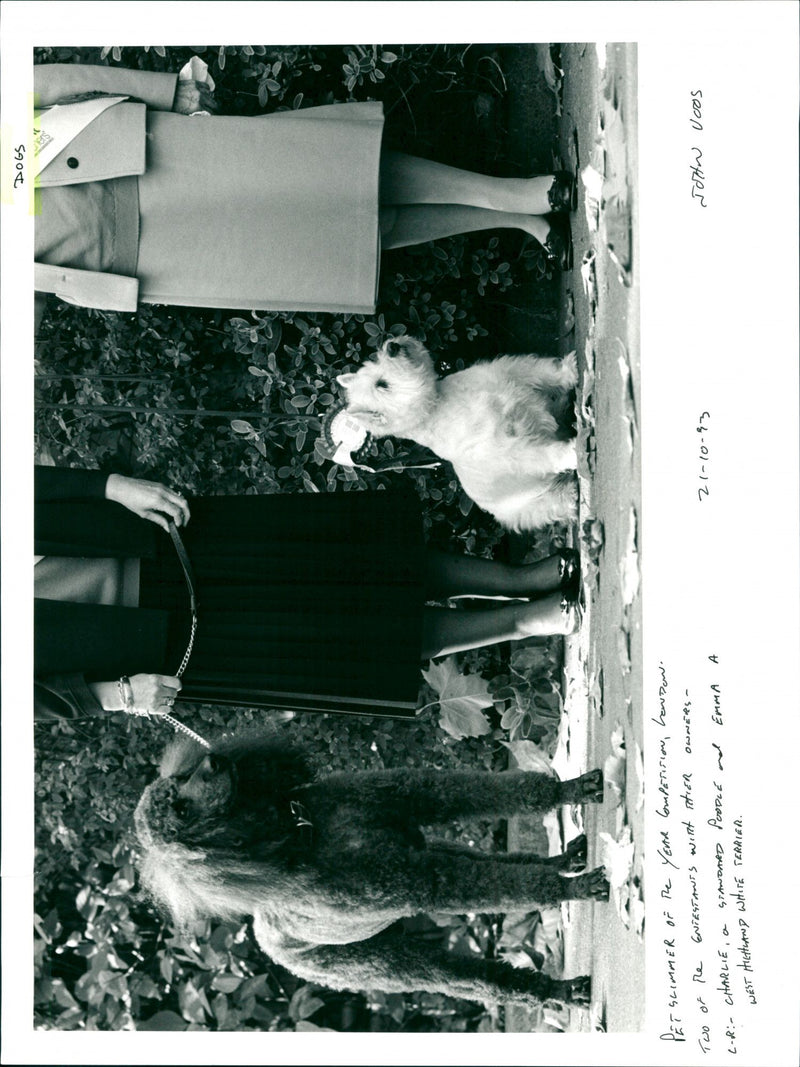 Dogs - Vintage Photograph