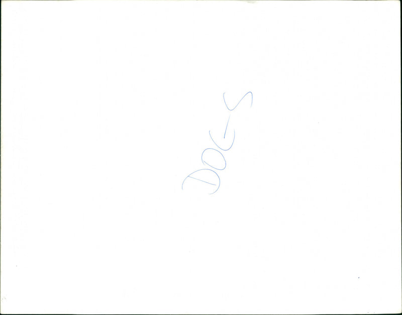 Dogs - Vintage Photograph