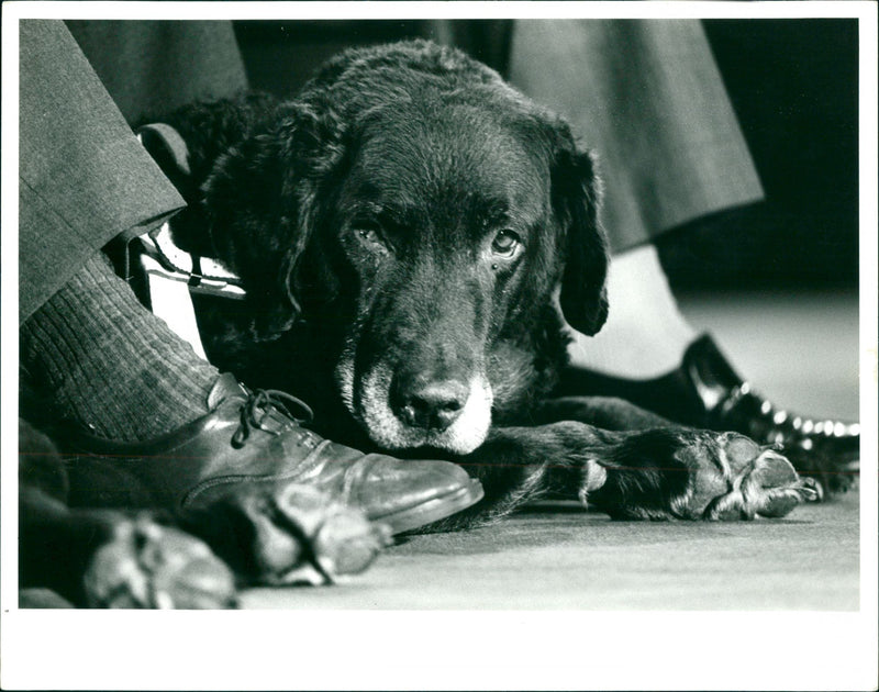 Dogs - Vintage Photograph