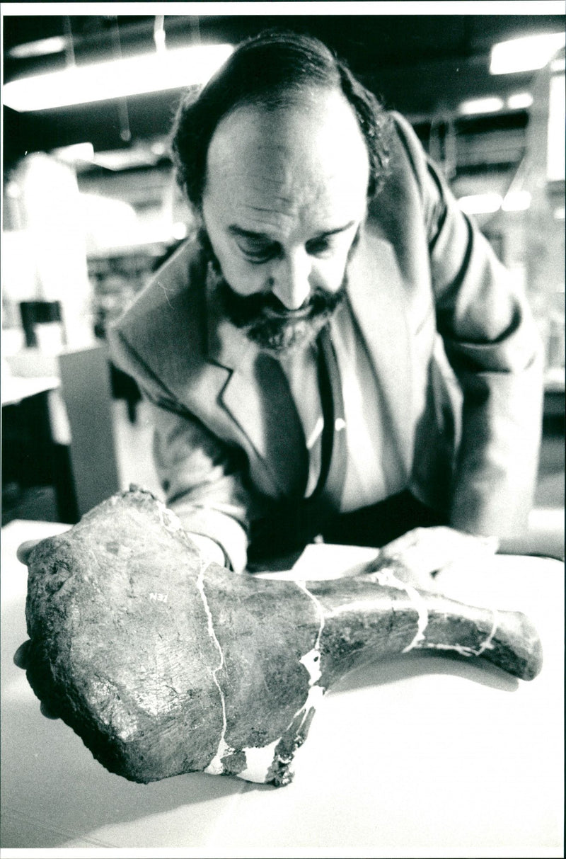 Fossilised Remains of Dinosaur in Natural History Museum - Vintage Photograph
