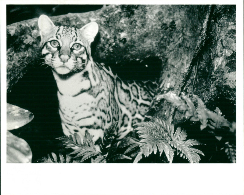 Ocelot - Vintage Photograph