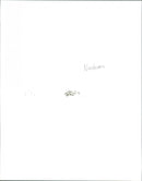 Nashwan - Vintage Photograph