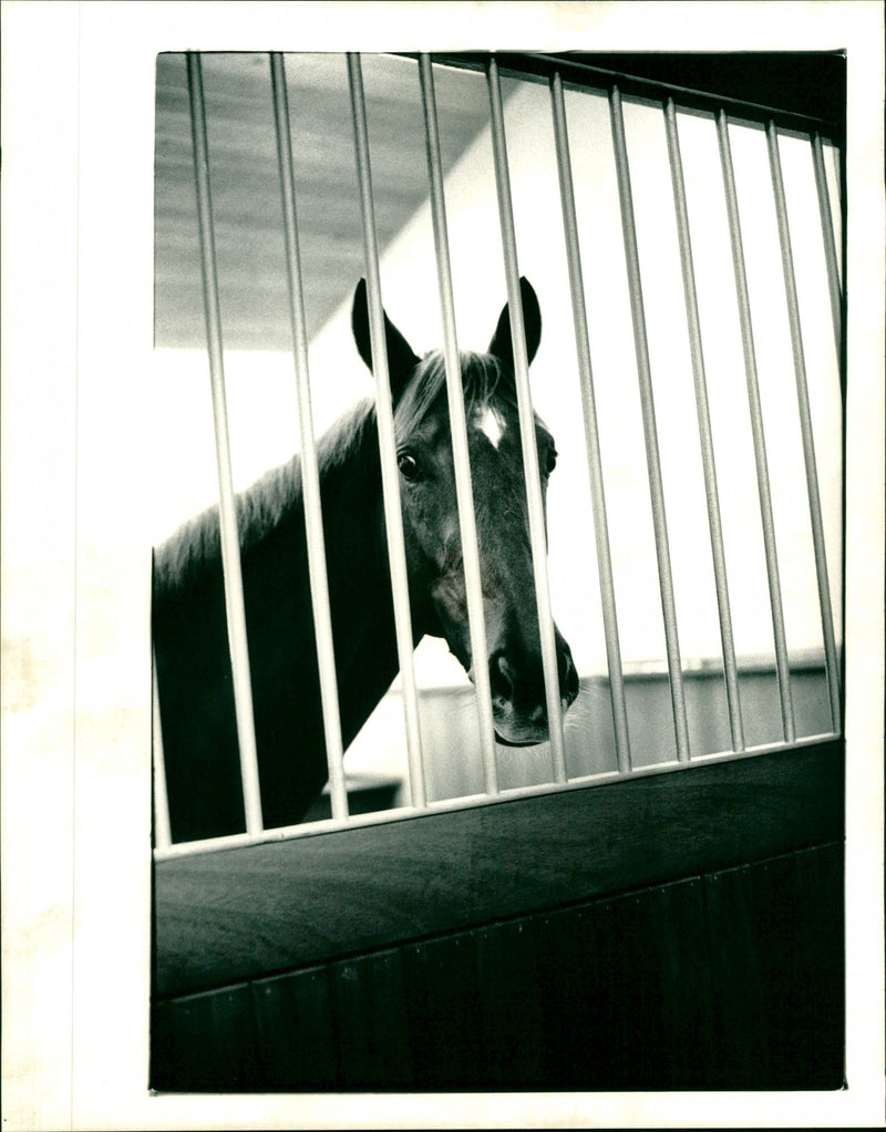 Nashwan - Vintage Photograph