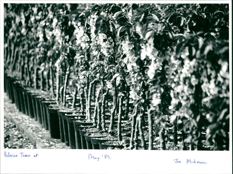 Ballerina Trees - Vintage Photograph