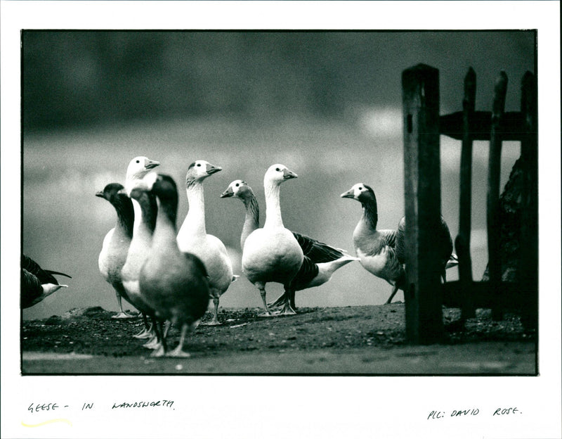 Geese - Vintage Photograph