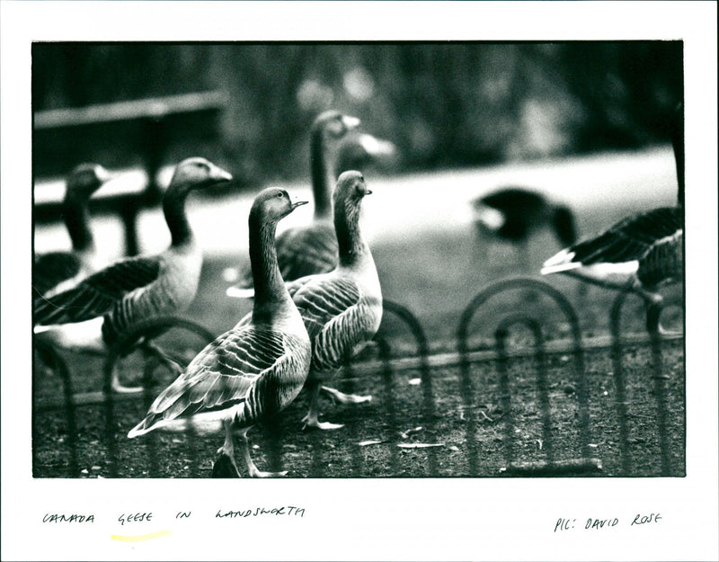 Geese - Vintage Photograph
