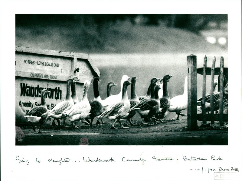 Geese - Vintage Photograph