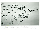 Geese - Vintage Photograph