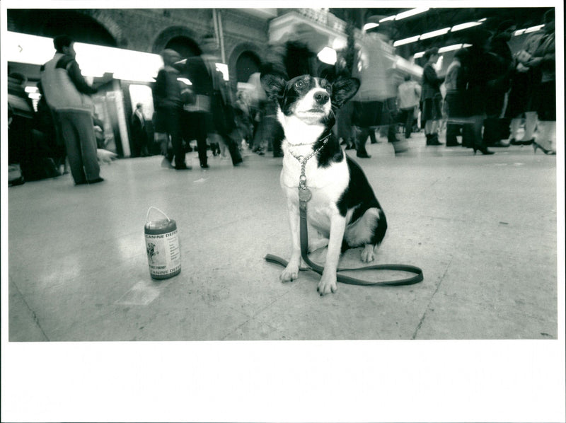 PICKLE DAVID - Vintage Photograph