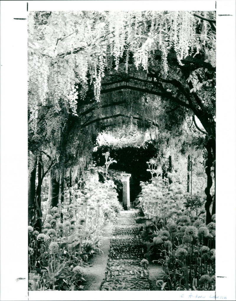 Garden - Vintage Photograph