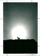 Deer - Vintage Photograph