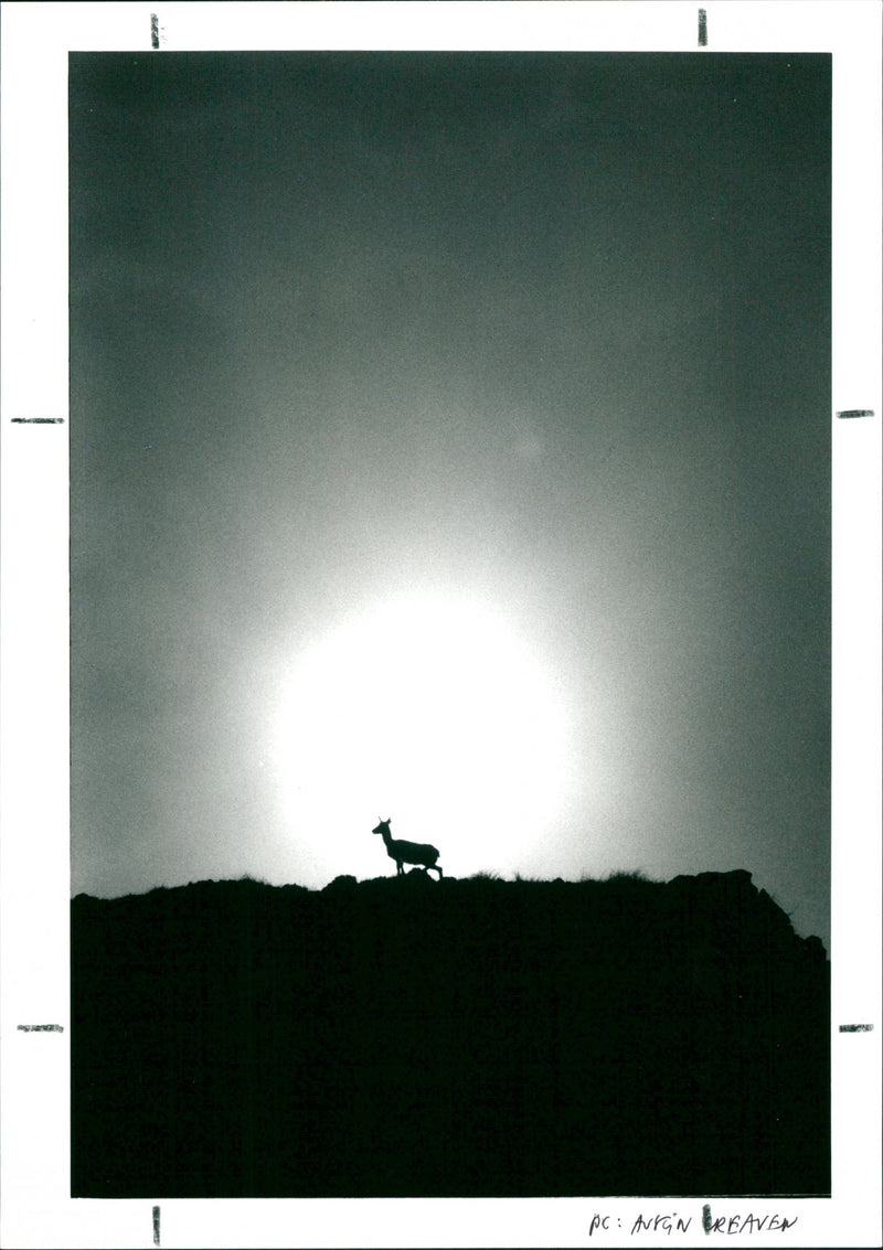 Deer - Vintage Photograph