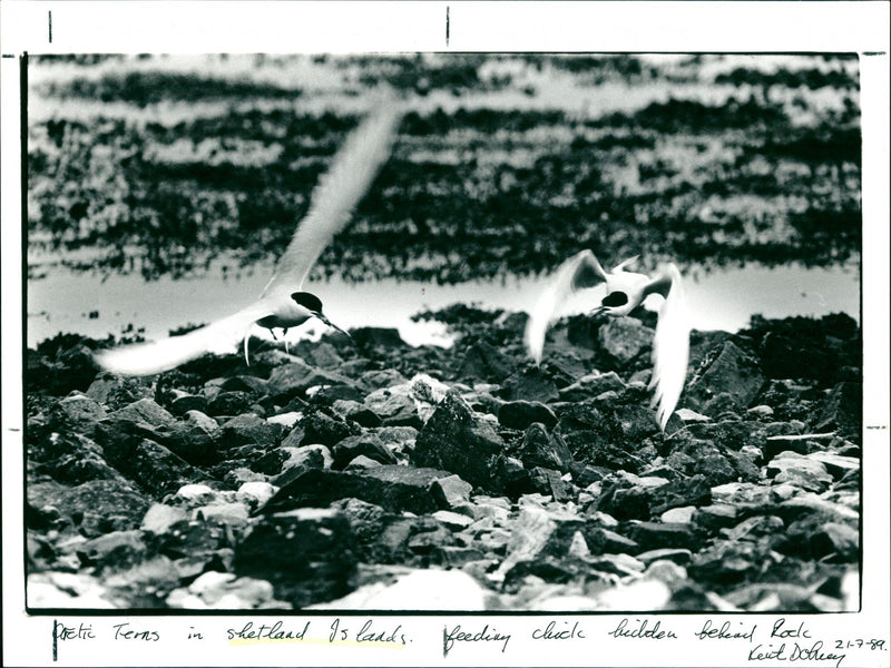 Shetland Islands - Vintage Photograph