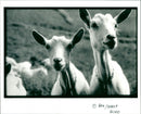Goats - Vintage Photograph
