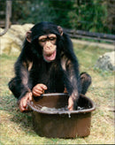 Animals Monkeys Chimps - Vintage Photograph