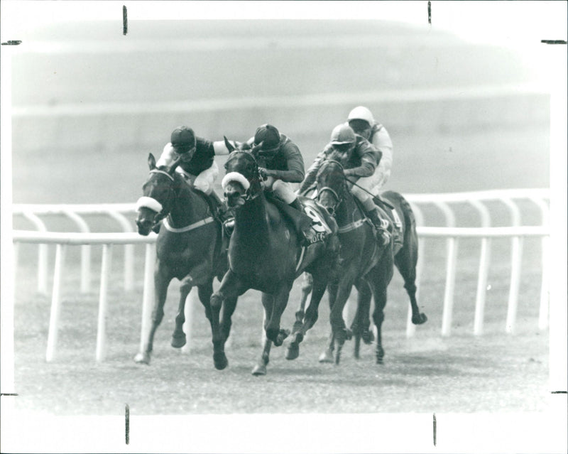 Goffs Irish - Vintage Photograph