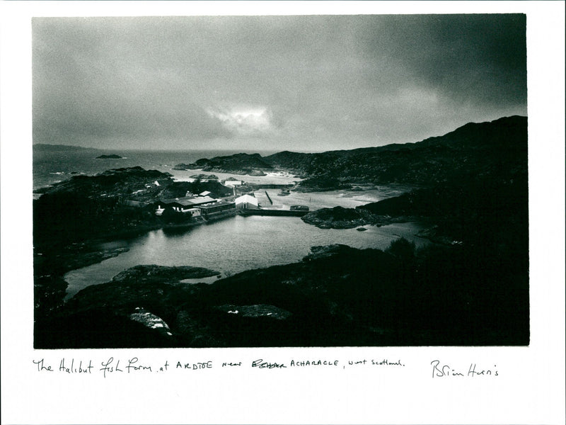 Halibut Fish Farm - Vintage Photograph
