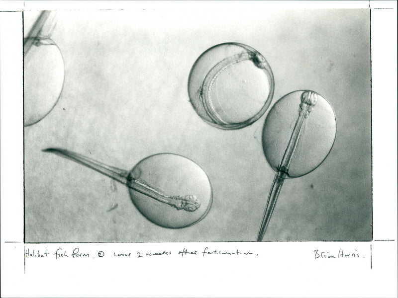 Halibut Fish Farm - Vintage Photograph