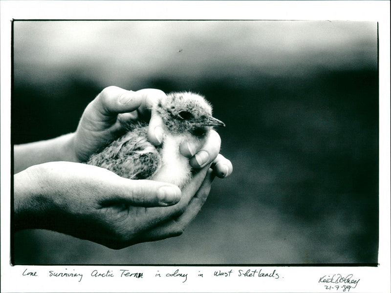 Arctic Tern - Vintage Photograph