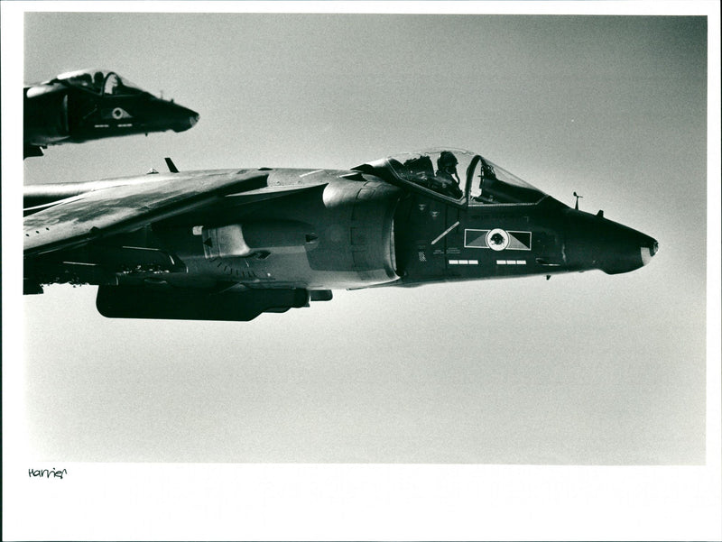 Harrier - Vintage Photograph