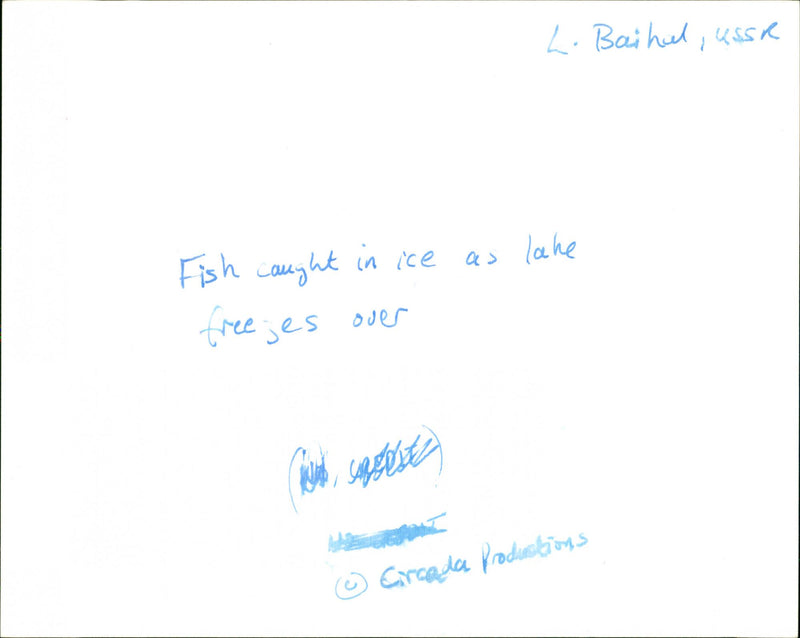 Fish caught in ice as lake freezes over - Vintage Photograph