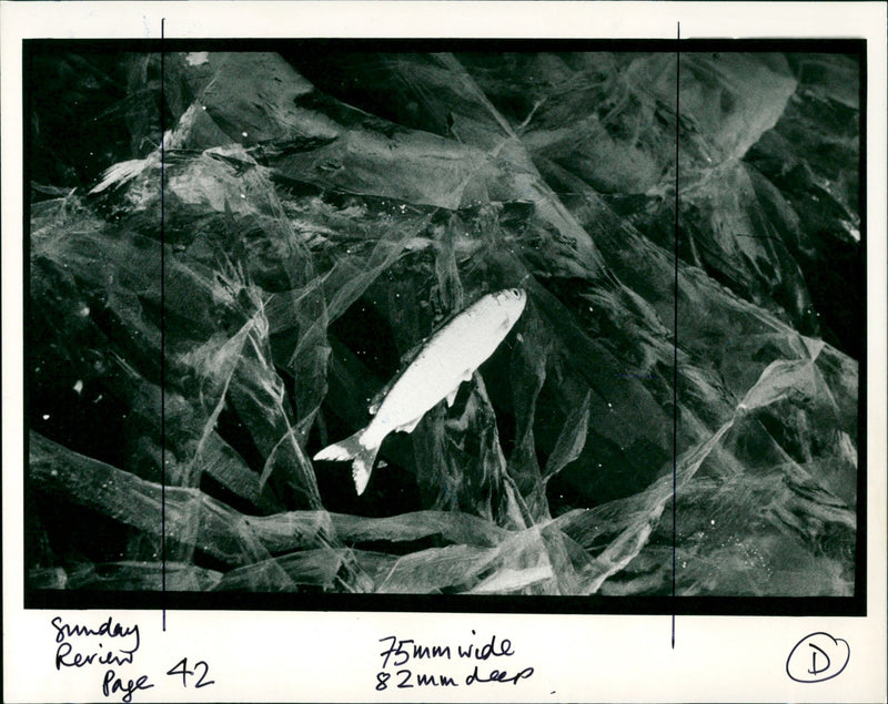 Fish caught in ice as lake freezes over - Vintage Photograph