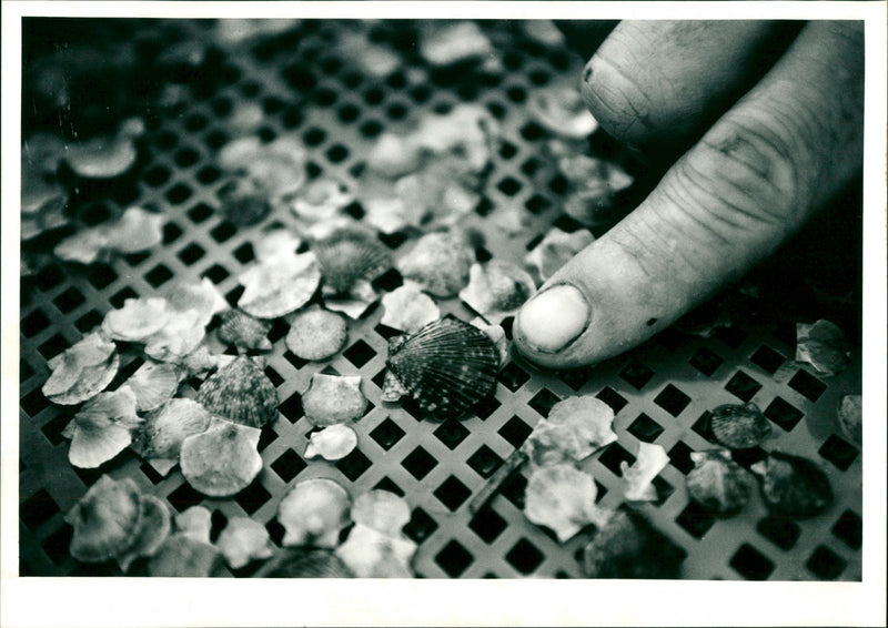 Scallop Fishing - Vintage Photograph