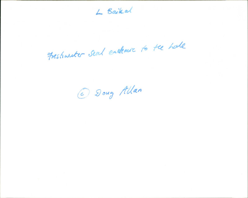 Freshwater seal - Vintage Photograph