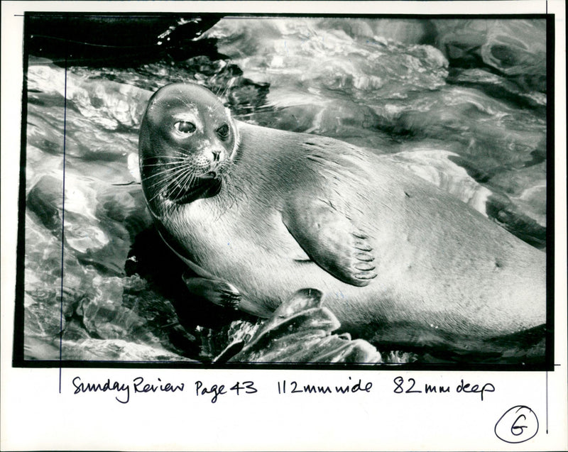 Freshwater seal - Vintage Photograph